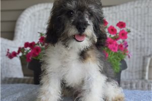 Fletcher - Poodle, Miniature for sale