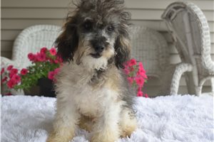 Fletcher - Poodle, Miniature for sale