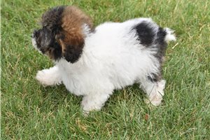 Flossy - Poodle, Miniature for sale