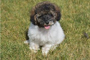 Flossy - Poodle, Miniature for sale