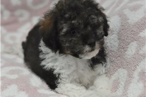 Fletcher - Poodle, Miniature for sale