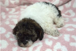 Flossy - puppy for sale