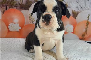 Ema - English Bulldog for sale