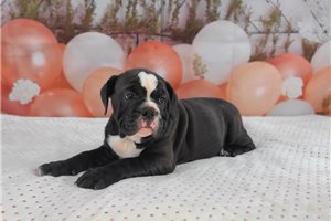 Elyssa - English Bulldog for sale