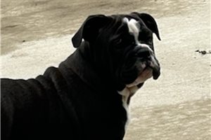 Elyssa - English Bulldog for sale