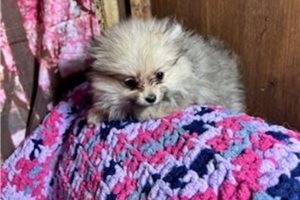 Olivia - Pomeranian for sale
