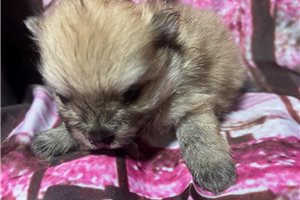 Dory - Pomeranian for sale