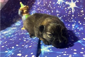 Edmond - Pomeranian for sale