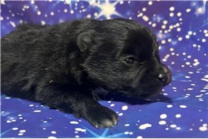 Esteban - Pomeranian for sale