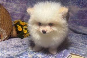 Marcus - Pomeranian for sale