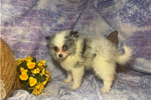 Lyle - Pomeranian for sale