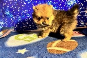 Bantam - Pomeranian for sale