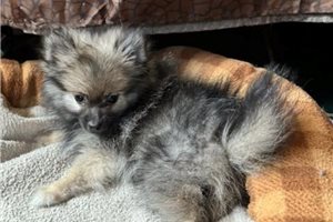 Oaklynn - Pomeranian for sale