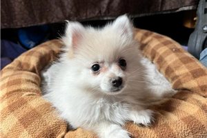 Oliver - Pomeranian for sale