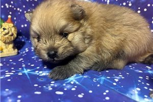 Darren - Pomeranian for sale