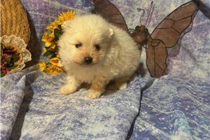 Legend - Pomeranian for sale