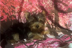 Cole - Yorkshire Terrier - Yorkie for sale