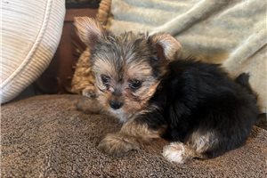 Castor - puppy for sale
