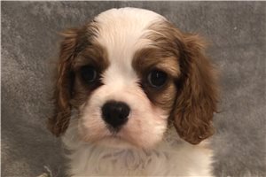Mikey - Cavalier King Charles Spaniel for sale