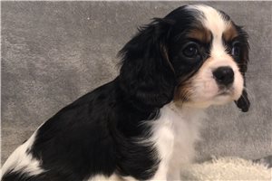 Marzipan - puppy for sale