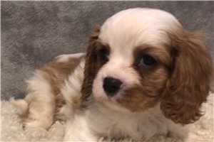Mickey - puppy for sale