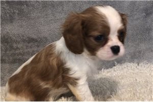 Matilda - puppy for sale