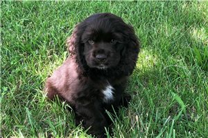 Jesper - puppy for sale