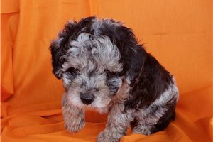 Dalia - puppy for sale