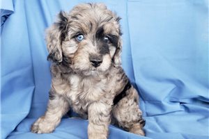 Dante - puppy for sale