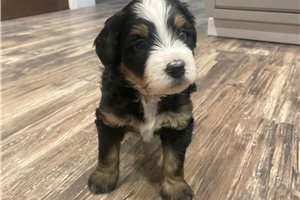 Isabelle - puppy for sale