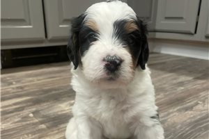 Ingrid - puppy for sale