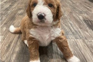 Inez - puppy for sale