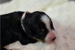 Isabelle - puppy for sale