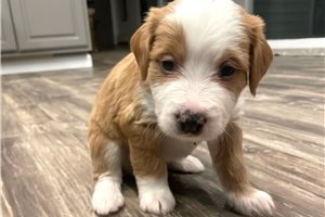 Isla - puppy for sale