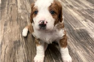 India - puppy for sale