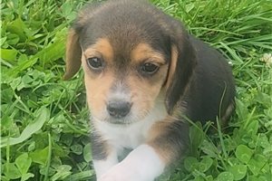 Cinder - Beagle for sale