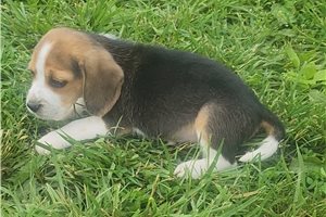 Jacob - Beagle for sale