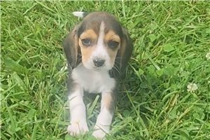 Masala - Beagle for sale