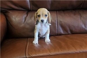 Emma - Beagle for sale