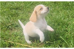 Hattie - puppy for sale