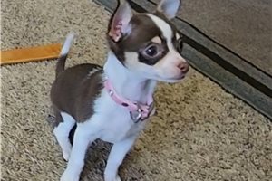Abigail - Chihuahua for sale
