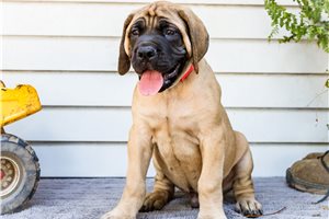 Elias - Mastiff for sale