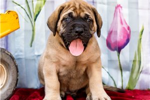 Ethan - Mastiff for sale
