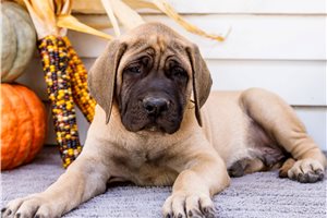 Ernie - Mastiff for sale