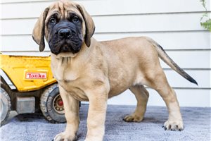 Ethan - Mastiff for sale