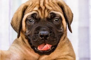 Elias - Mastiff for sale