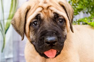 Emilio - Mastiff for sale