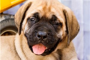 Everett - Mastiff for sale