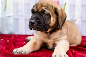 Ericson - Mastiff for sale