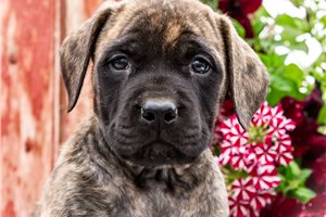 Blaire - Mastiff for sale